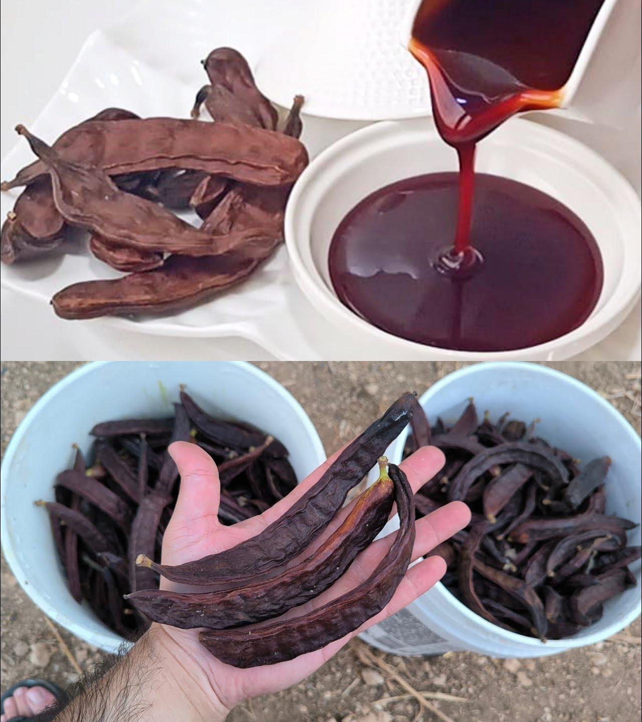 One of these almost forgotten treasures is the carob, an ancient fruit packed with remarkable nutritional properties