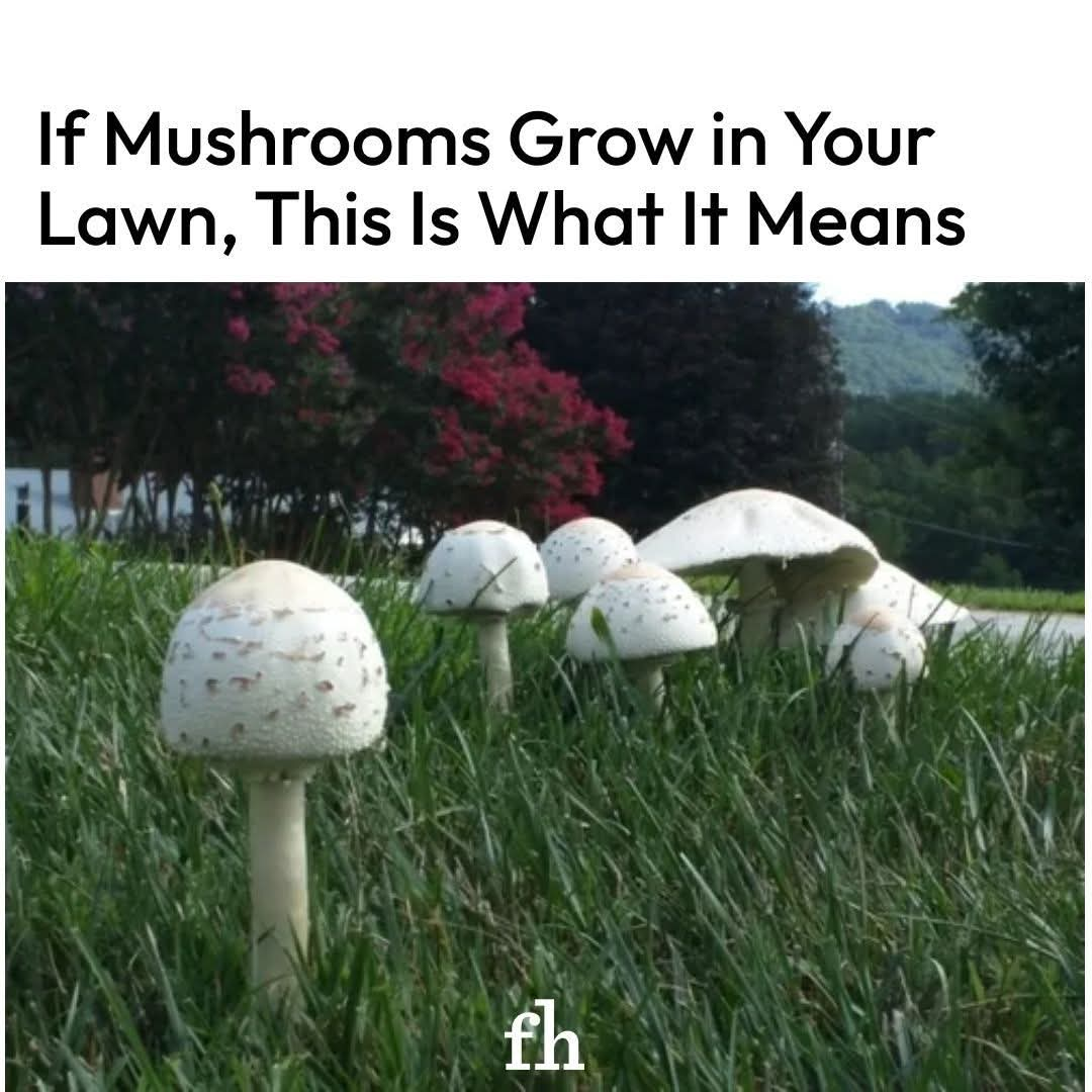 If Mushrooms Are Growing in Your Lawn, This Is What It Means