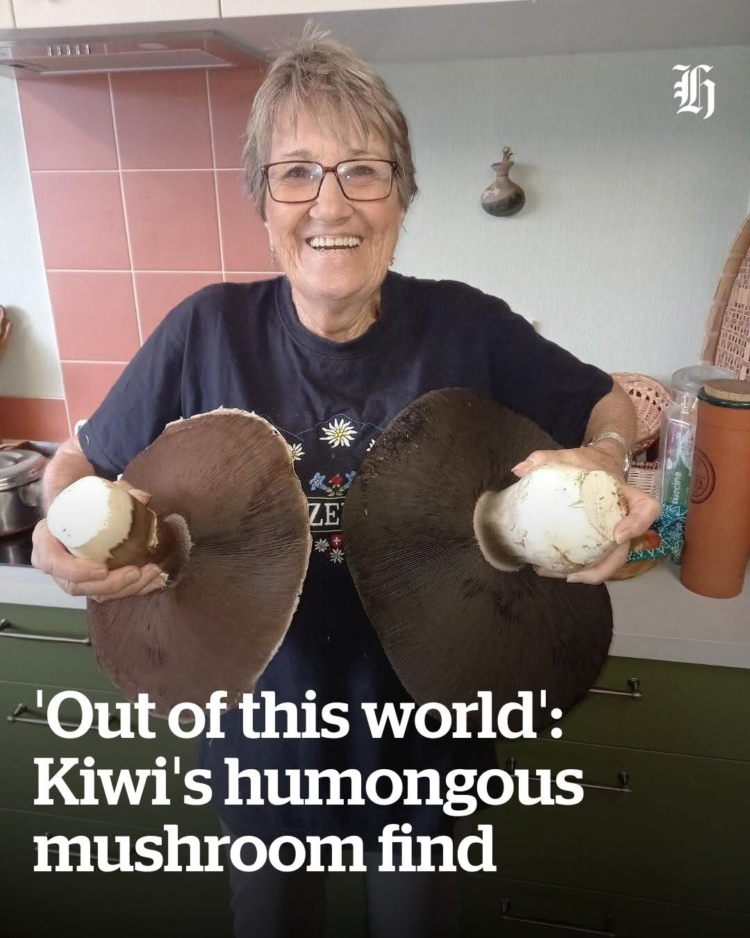 Giant mushrooms surprise Paengaroa resident on orchard walk