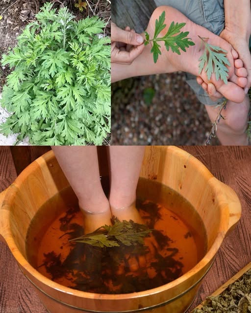 Mugwort Foot Soak: Relax, Detox, Soothe Tired Feet