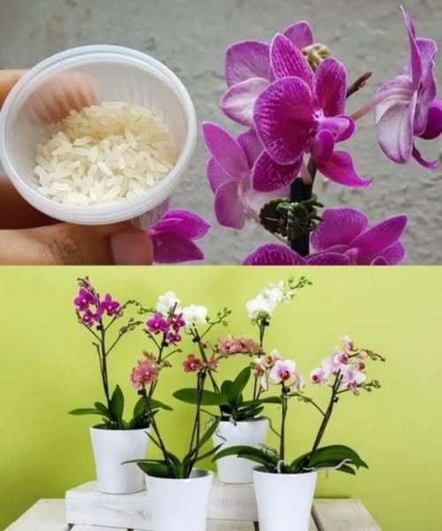 Rice Water for Orchids: Boost Blooms, Strengthen Roots Naturally
