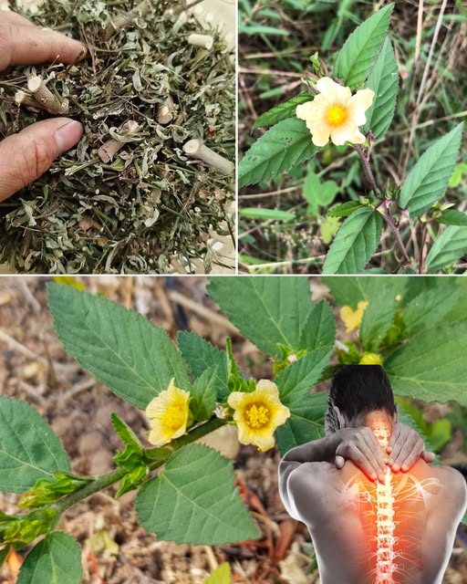 Embrace Stubborn Grass for Natural Health Remedies