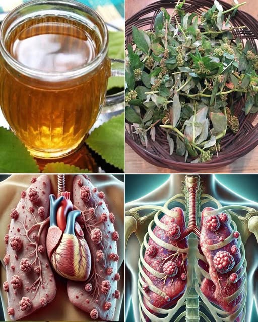 Discover Euphorbia Hirta Benefits for Better Health