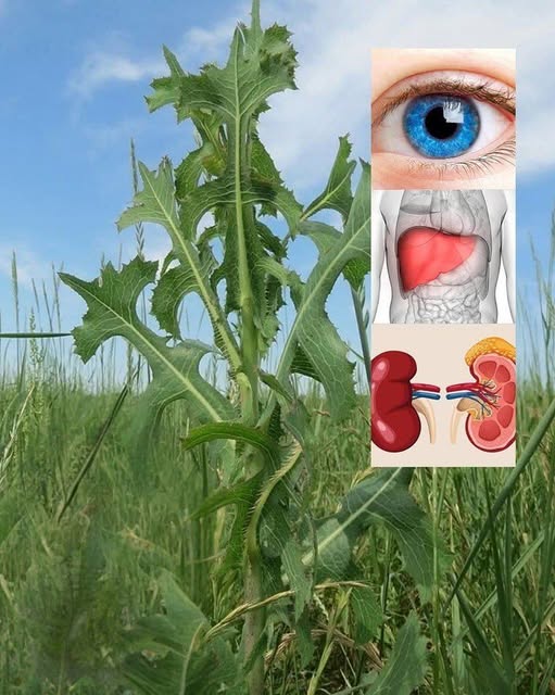 Unlocking the Benefits of Prickly Lettuce for Wellness