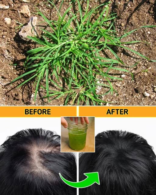 Discover Crabgrass Benefits for Health and Gardening