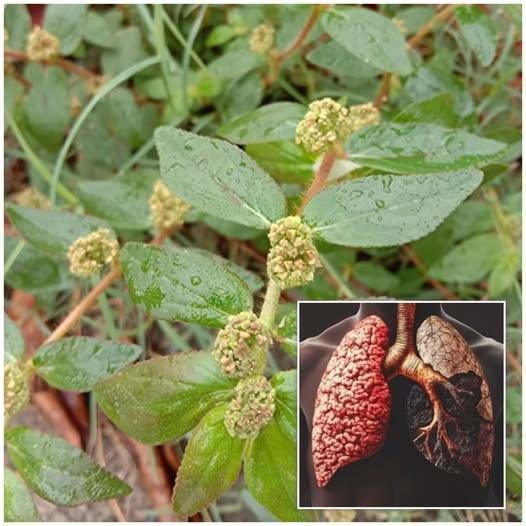 Euphorbia Hirta Benefits for Respiratory Health and Remedies