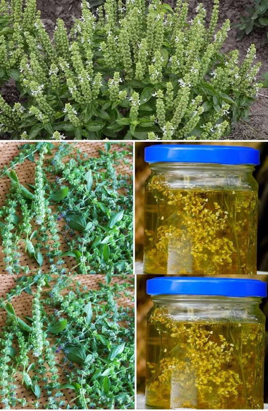 Discover the Health Benefits of Using Basil Flowers