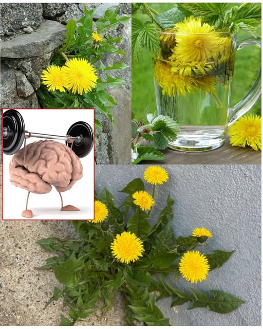 Dandelion Leaves Health Benefits You Should Know About