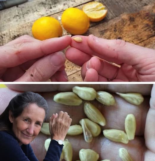 Unlock Health Benefits of Lemon Seeds for Better Wellness