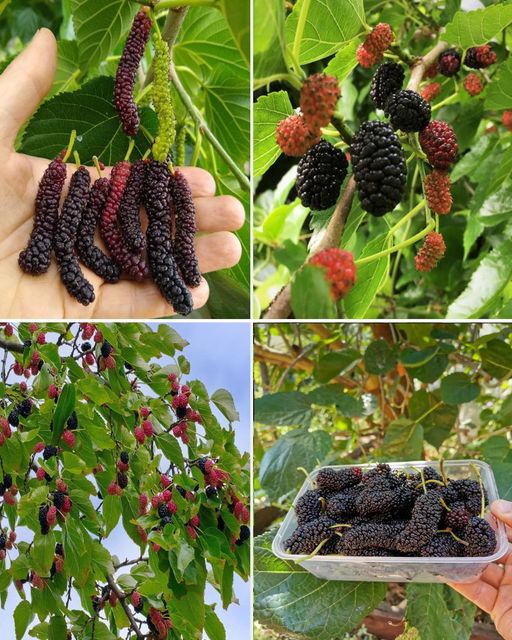 Why You Should Add Mulberries to Your Diet Today