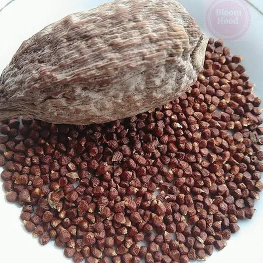 Alligator Pepper Benefits for Health and Well-being