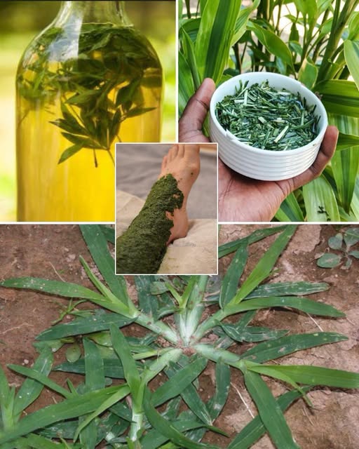 Explore Goose Grass Benefits for Health and Wellness