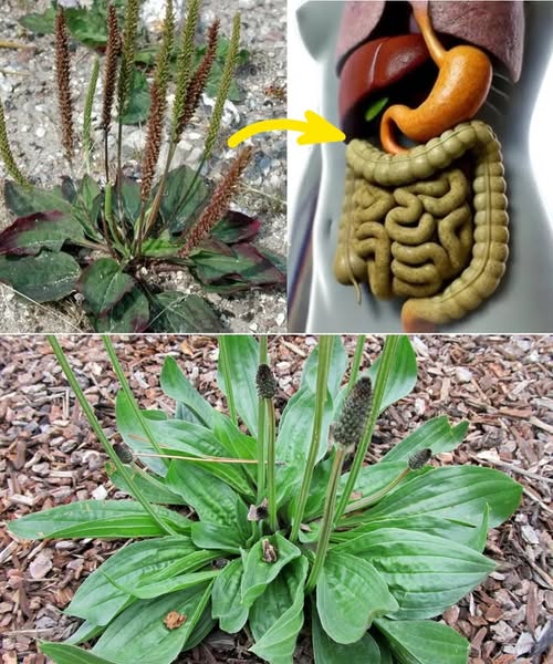 Discover the Health Benefits of Broadleaf Plantain Now