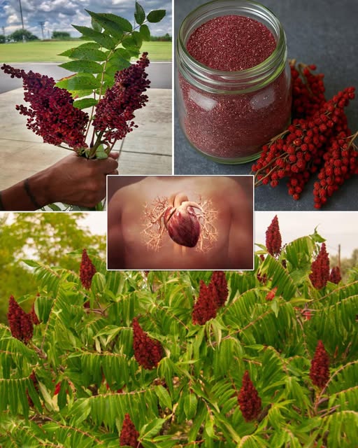 Sumac Wellness: Antioxidants, Anti-Inflammatory, Blood Sugar Benefits