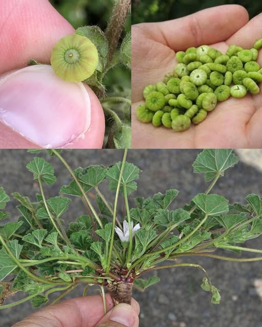 Explore the Health Benefits of Common Mallow Leaves