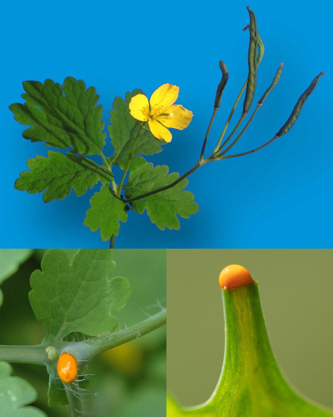 Chelidonium Majus: Liver & Skin Remedy
