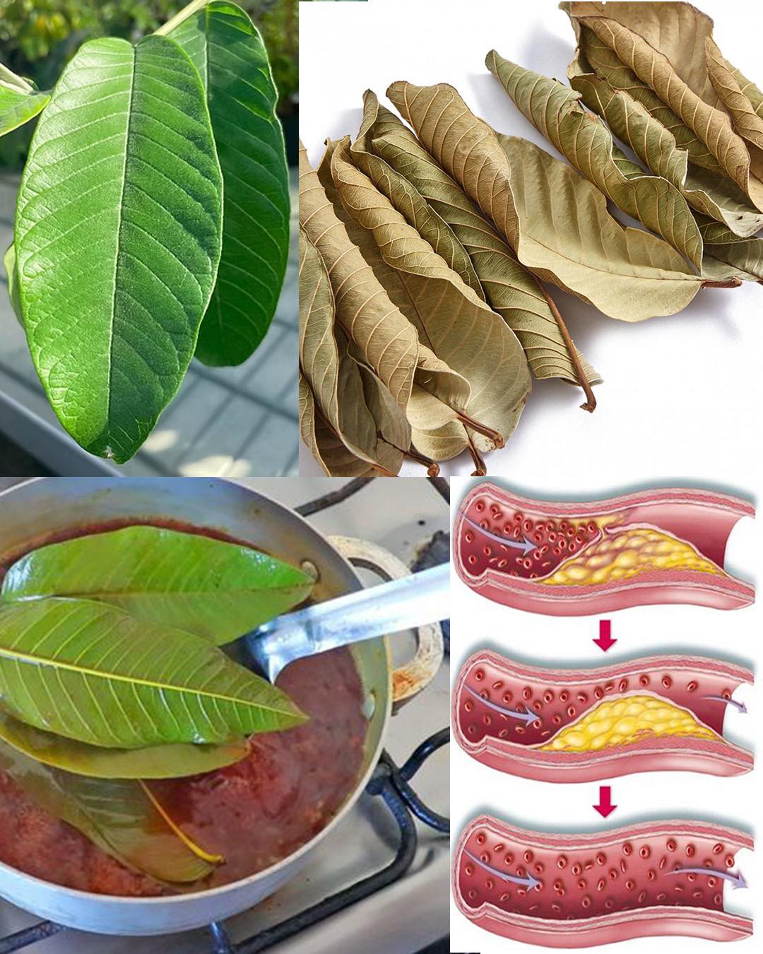 Guava Leaves for Blood Sugar: Easy Natural Remedy