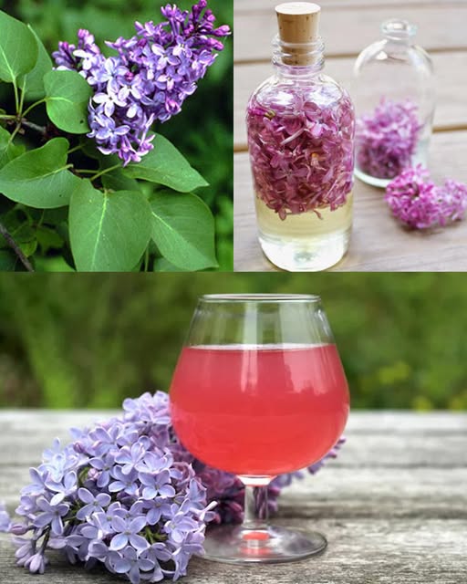 Lilacs Aren’t Just Pretty—They’re Nature’s Secret Remedy!