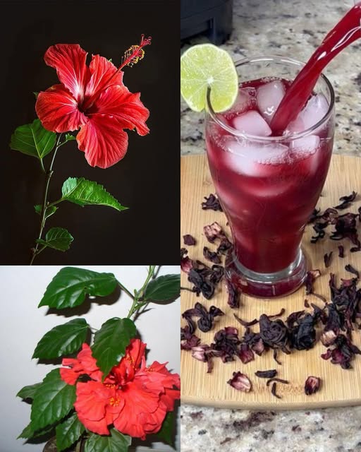 Hibiscus: Nature’s Refreshing Remedy