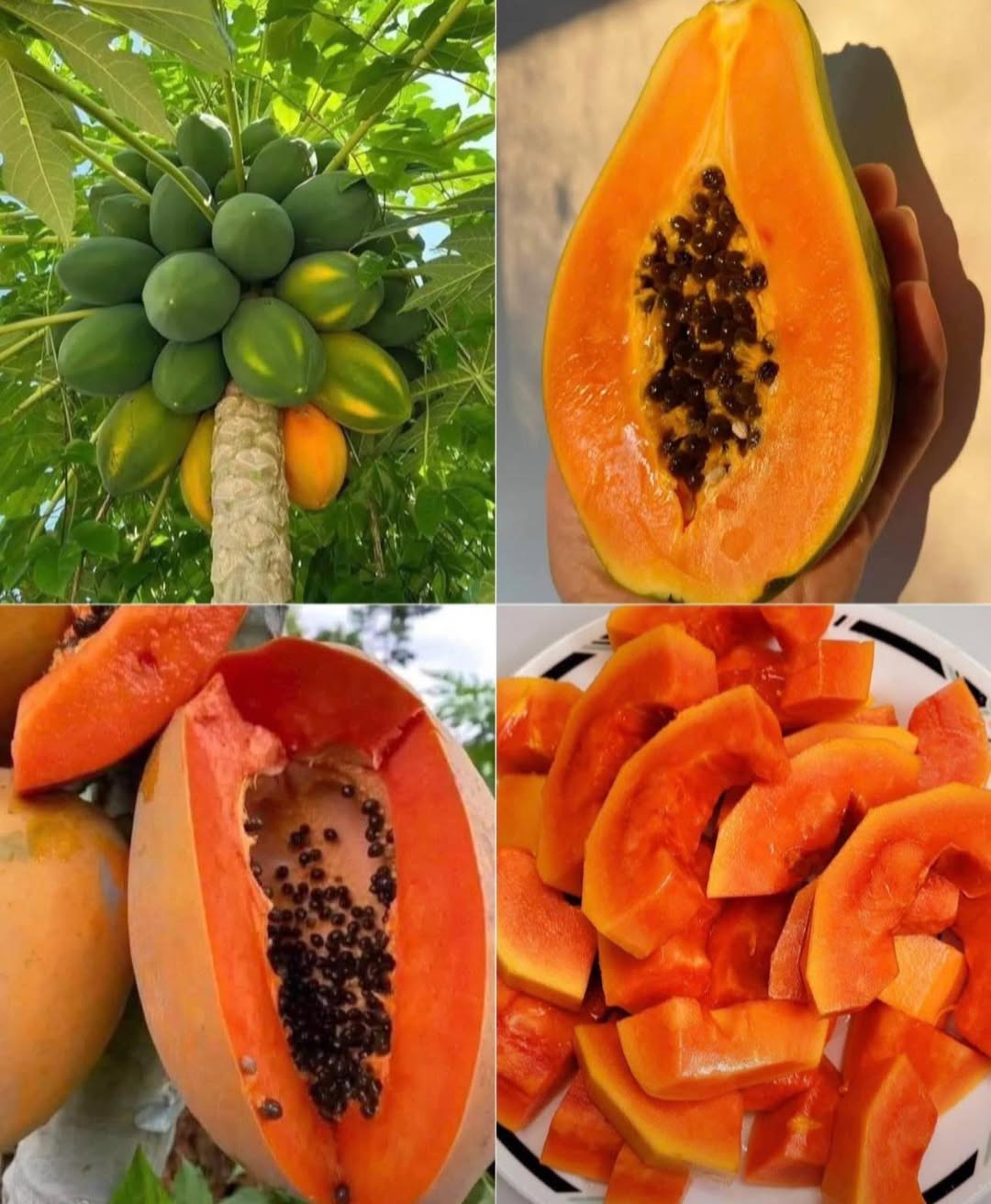 The Power of Papaya: Nature’s Tropical Treasure