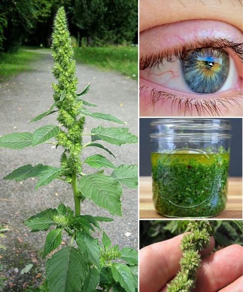 Pigweed: The Overlooked Superweed with Surprising Health Benefits