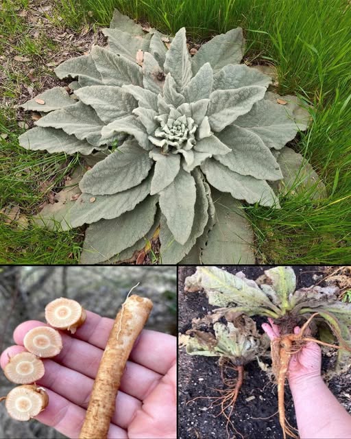 Mullein: Nature’s Answer to Coughs, Congestion & More