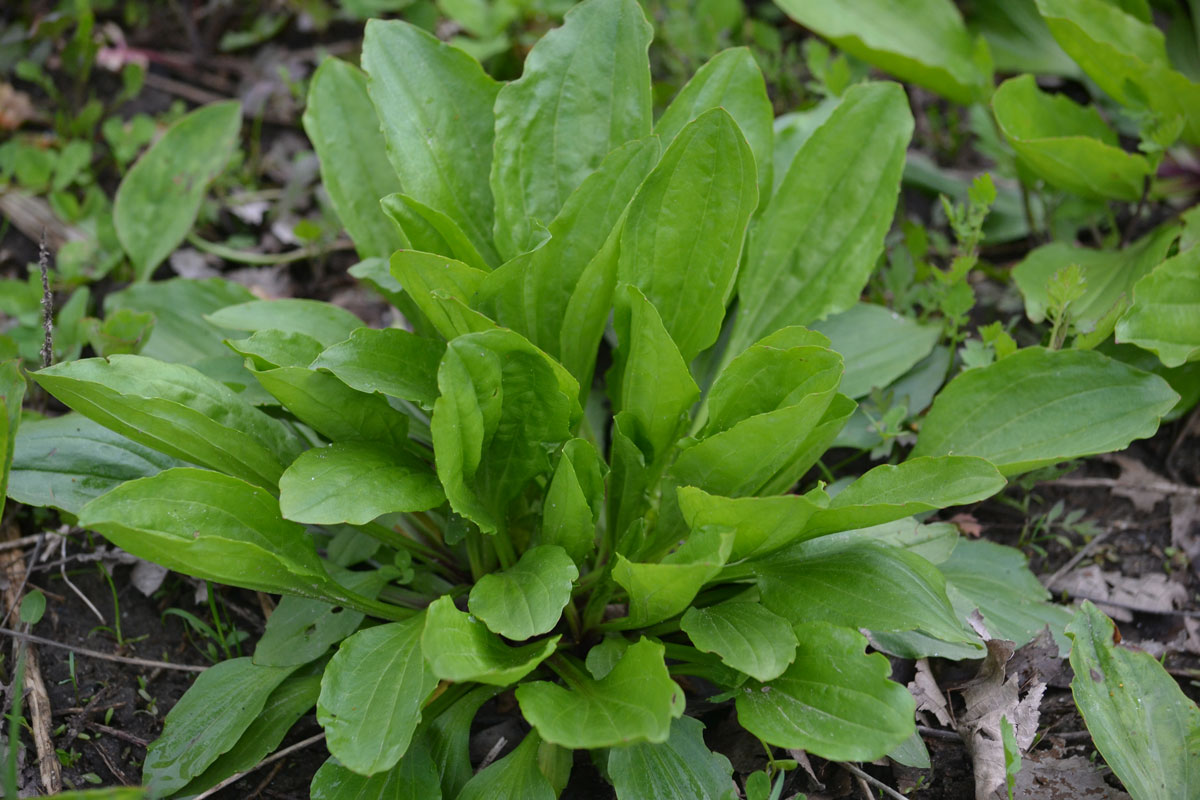 Plantain Leaf: Nature’s Powerful Healer for Skin & Health