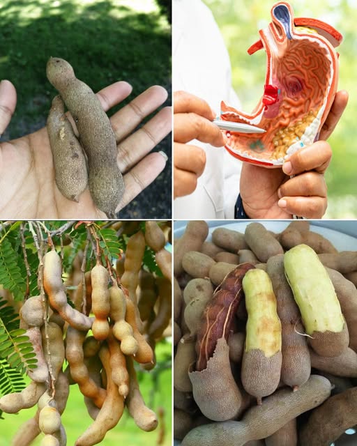 7 Surprising Reasons You Should Eat Tamarind Daily (No. 5 Will Shock You!)