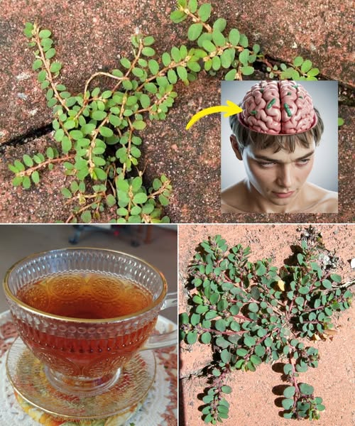 Euphorbia thymifolia: The Tiny Weed with Mighty Healing Powers