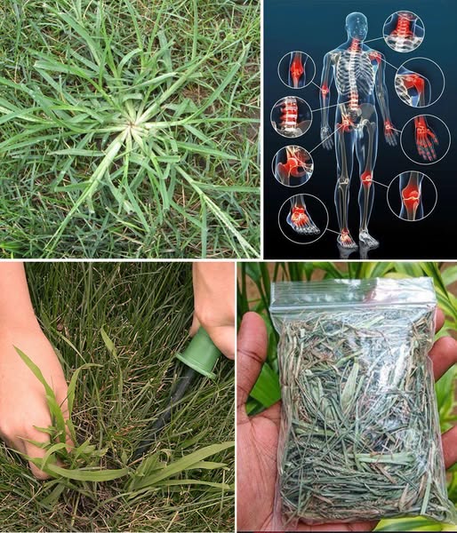 Crabgrass: The Unwanted Weed Hiding Shocking Health Perks!