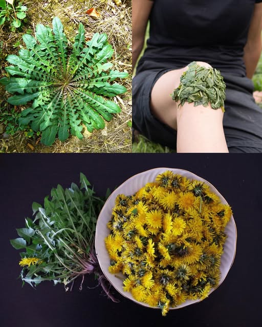 Dandelions: The “Weed” That’s Actually a Pharmacy, Grocery Store & Eco-Tool in One!