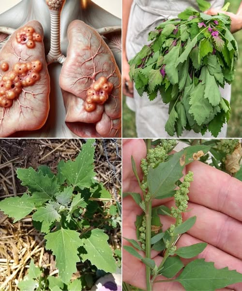 Lamb’s Quarters: The “Weed” That Outshines Kale (And It’s Free!)