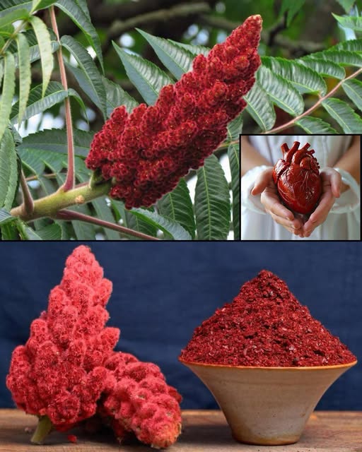 Sumac: The Zesty, Antioxidant Powerhouse You’re Not Using (But Should!)