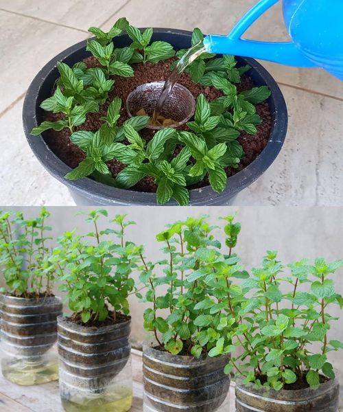 How to Grow Mint Indoors: 3 Foolproof Methods for Never-Ending Fresh Leaves