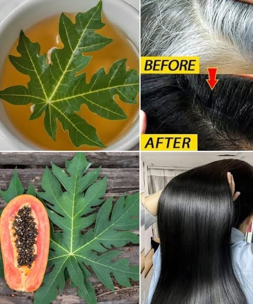 Papaya Leaves for Hair Growth: The Tropical Secret for Thicker, Stronger Locks