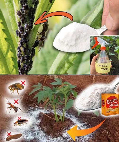 Baking Soda: The $1 Garden Hero You’re Not Using (But Should!)