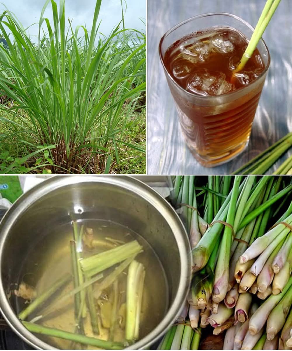 Refreshing Lemongrass Tea Recipe