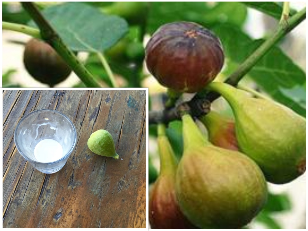 Fig Milk Sap Benefits: Powerful Healing Uses of Nature’s Forgotten Remedy