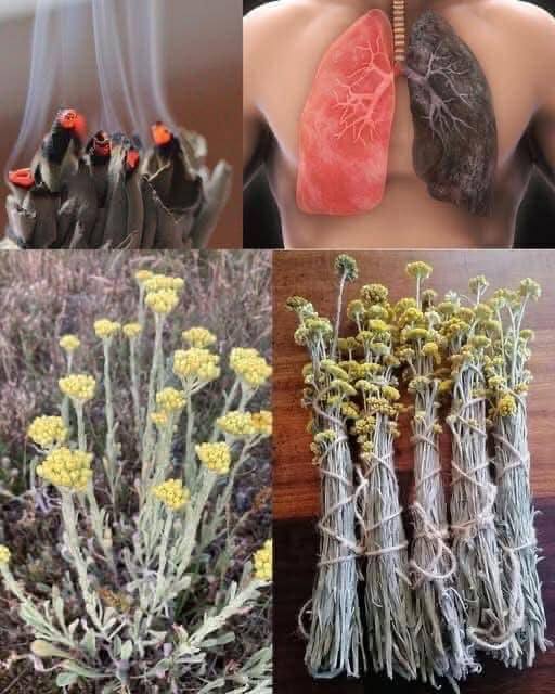 Highland Flowers: Nature’s Hidden Treasure for Health and Wellness