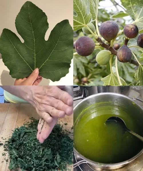 Discover the Power and Benefits of Fig Leaves for Health