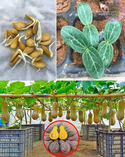 Grow Pumpkins at Home Easily in Containers for Fresh Harvest