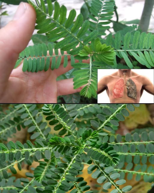 Benefits of Stone Breaker Leaves for Kidney and Liver Health