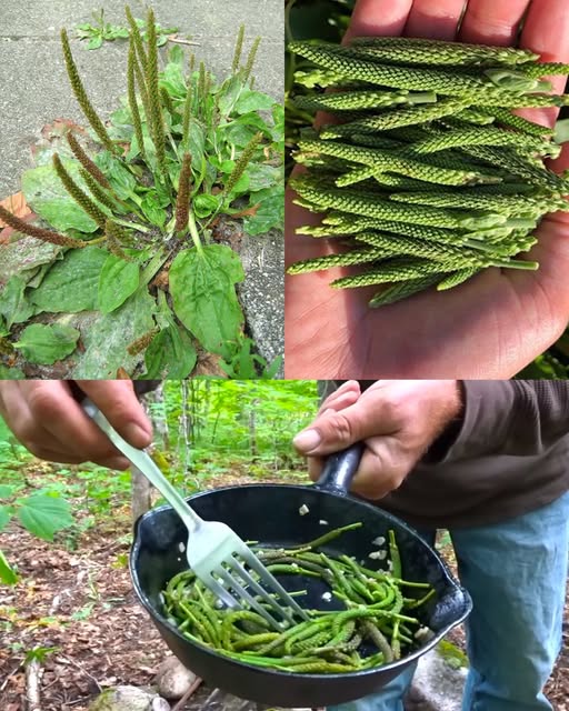 Broadleaf Plantain Benefits Healing Skin Cuts Bites Naturally