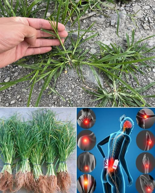 Goosegrass: Surprising Health Benefits of a Common Weed