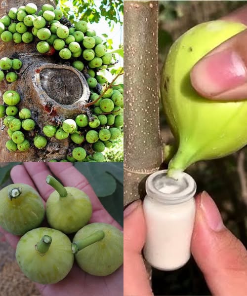 Fig Sap: Skin Healing, Digestive Health & Natural Remedies