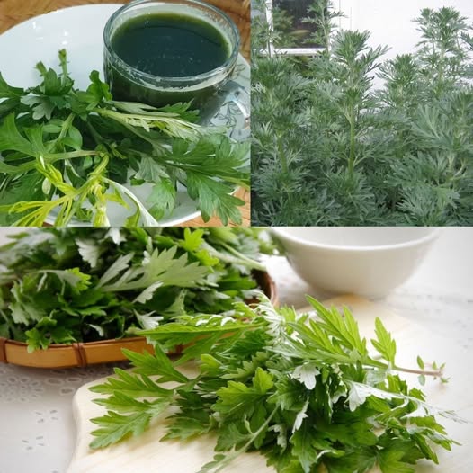 Mugwort: Natural Sleep, Digestion & Herbal Remedies Guide