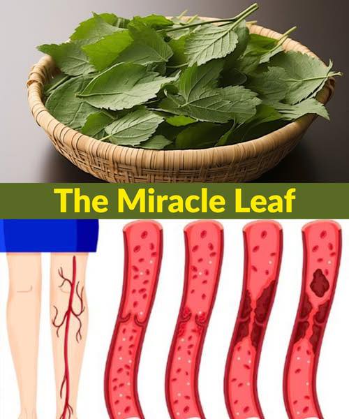 Bay Leaves: Health Benefits for Digestion, Inflammation & More