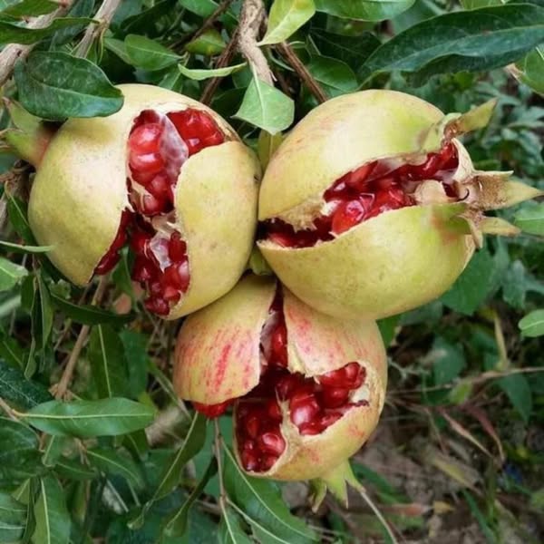 Pomegranate Benefits: Boost Heart, Skin, Digestion, Immunity